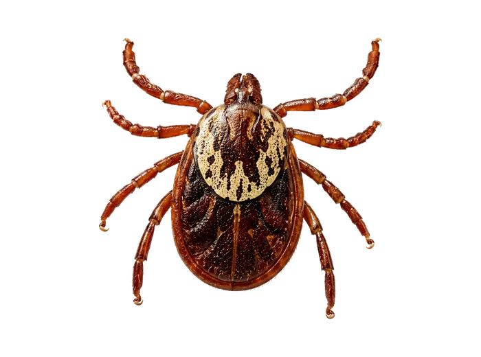 American Dog Tick