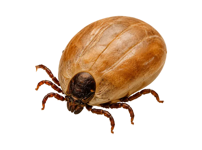 Brown Dog Tick