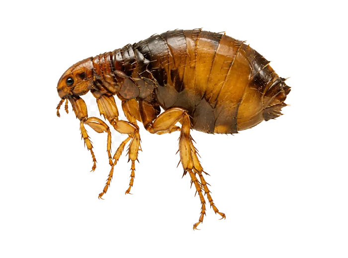 Cat Flea