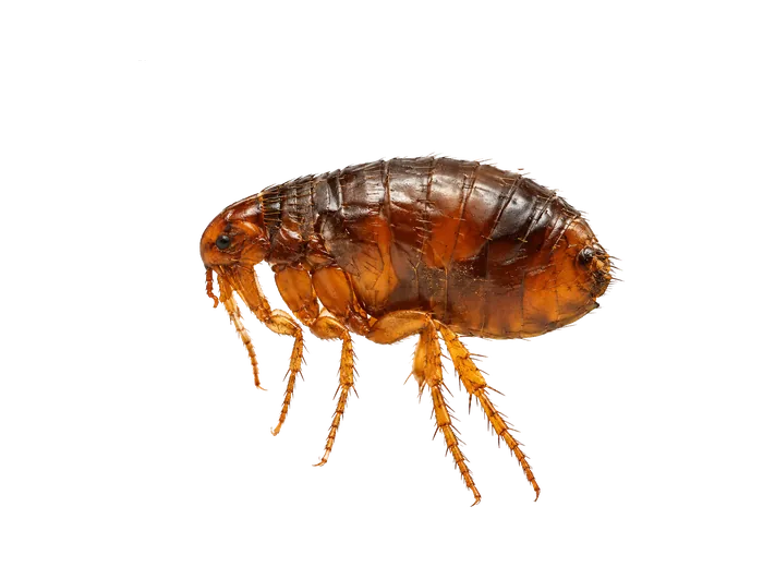 Dog Flea