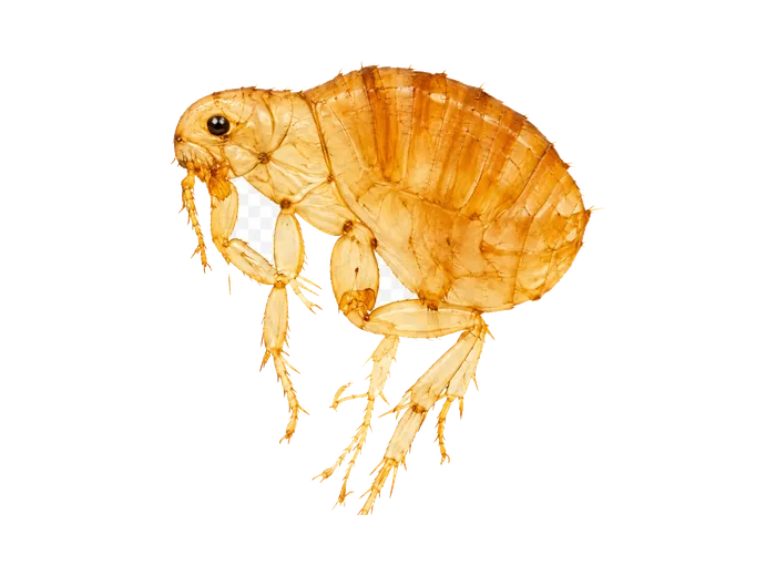 Sticktight Flea